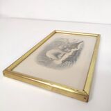 Zoological board engraving Buffon white bear and seal gilded wood frame