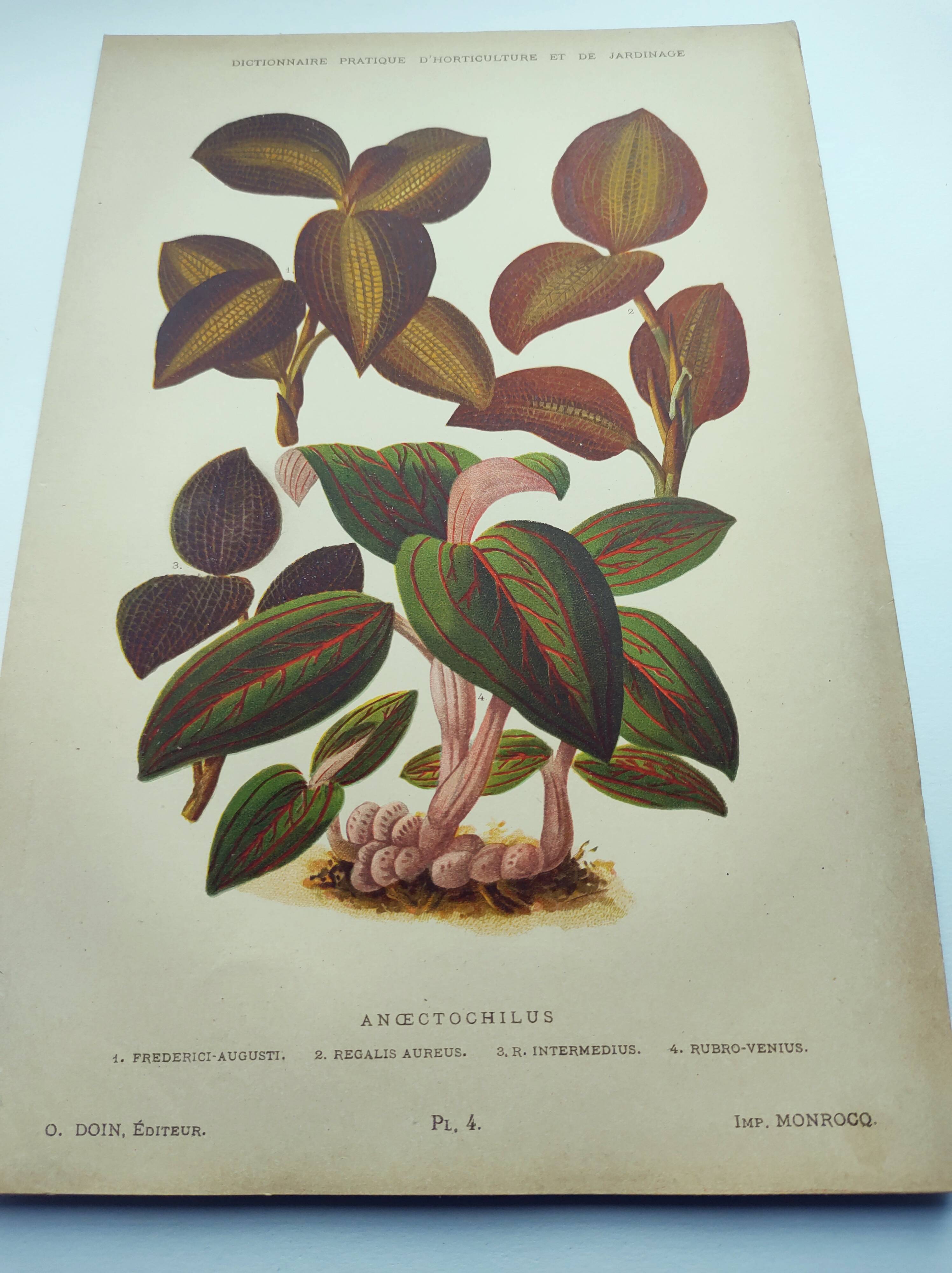 Botanical engraving from 1897 - Anoectochile - Original plate. Ancient nature lithograph of flower
