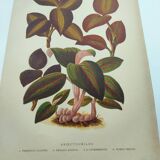 Botanical engraving from 1897 - Anoectochile - Original plate. Ancient nature lithograph of flower
