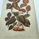 Botanical engraving from 1897 - Anoectochile - Original plate. Ancient nature lithograph of flower