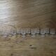 11 Cavalier Luminarc white wine glasses limited series 70's