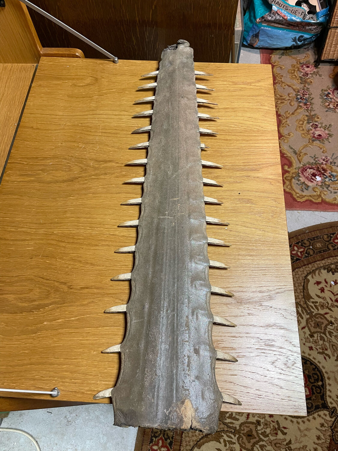 Old sawfish rostrum