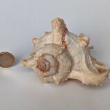 Shell Murex ramosus