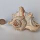 Shell Murex ramosus
