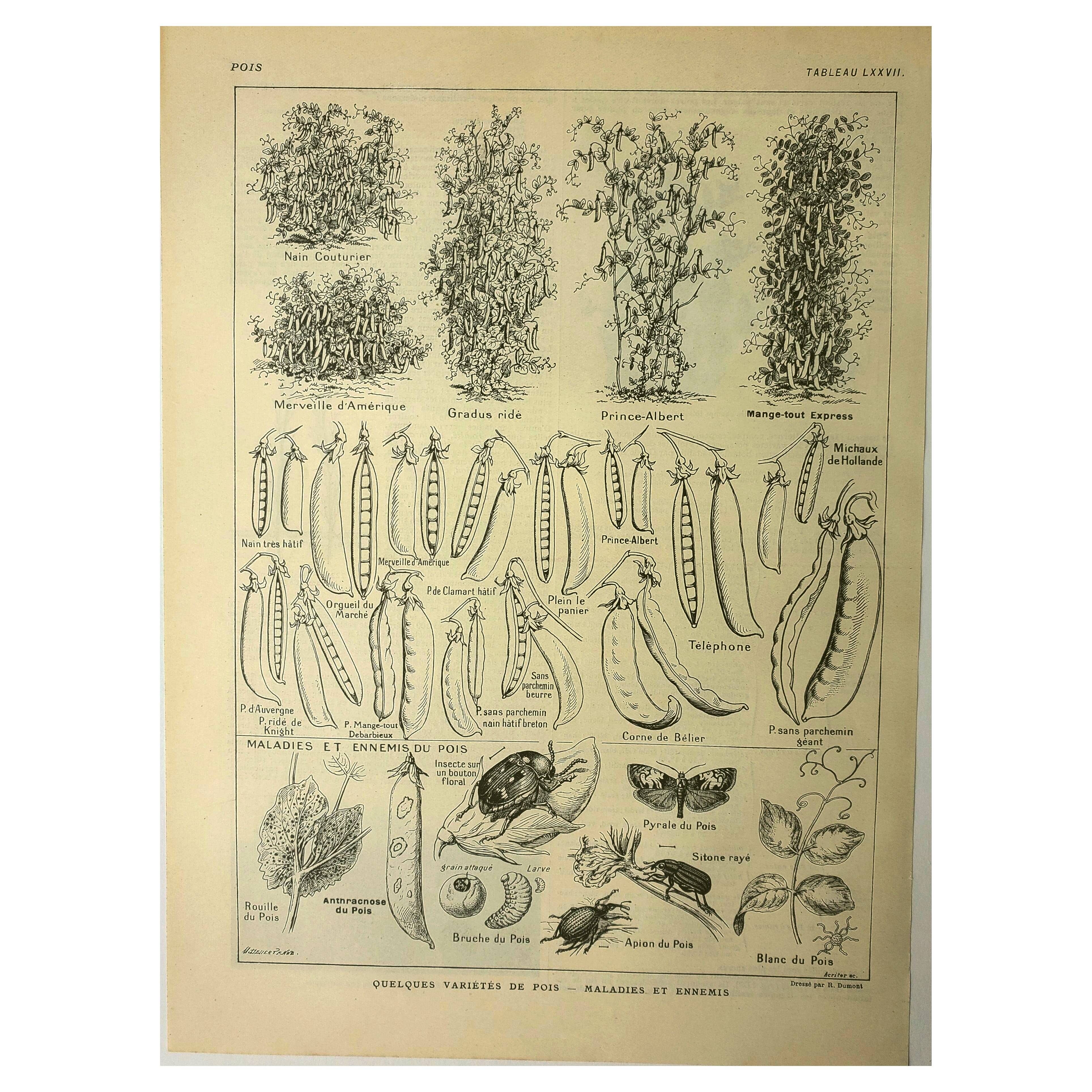 1921 botanical plate by M. Dessertenne - Peas - Old vegetable garden