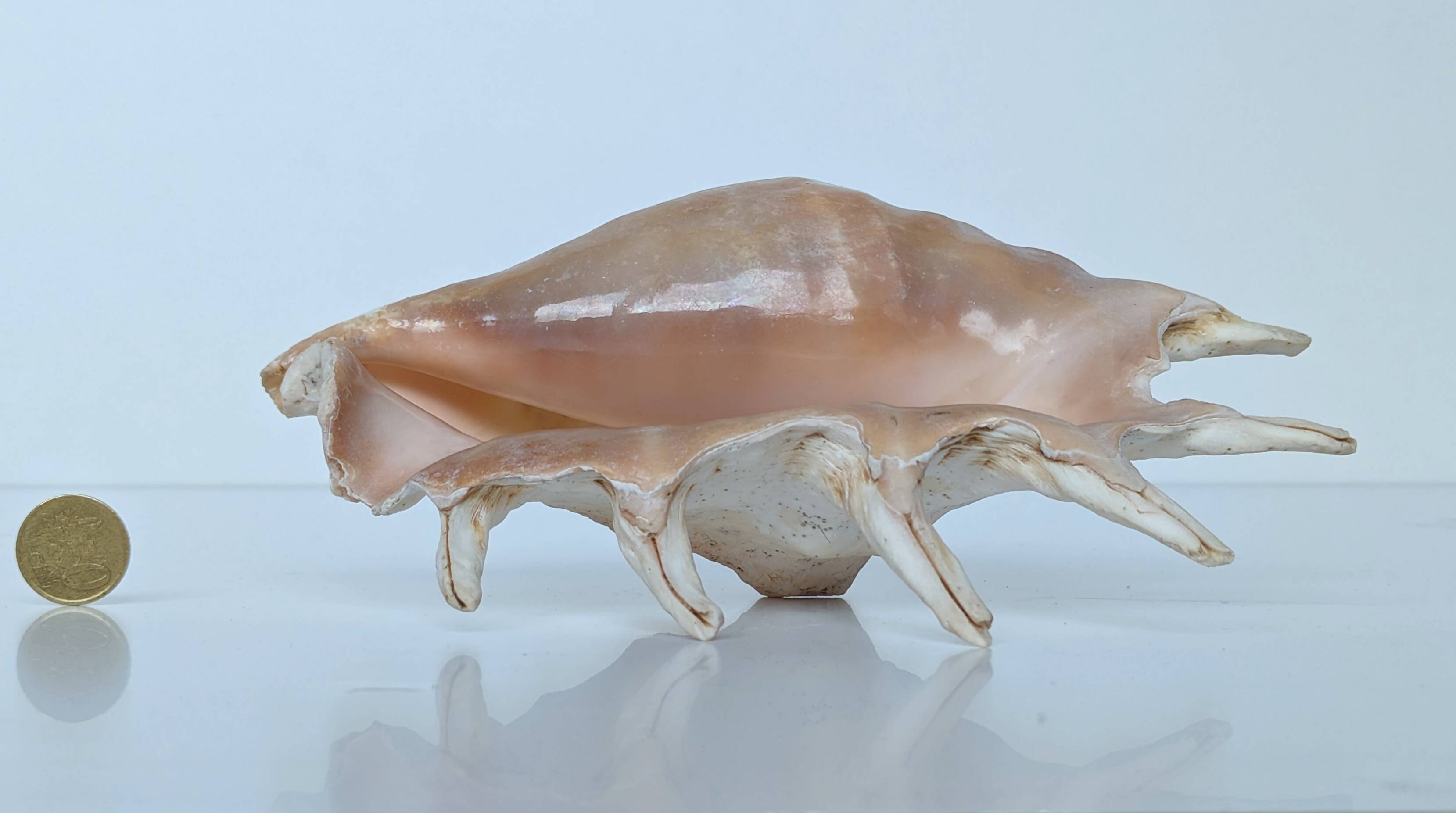Large pink shell - Large Lambis - Strombidae - Lambis Truncata with 7 digitizations