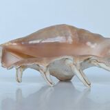 Large pink shell - Large Lambis - Strombidae - Lambis Truncata with 7 digitizations