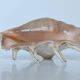 Large pink shell - Large Lambis - Strombidae - Lambis Truncata with 7 digitizations