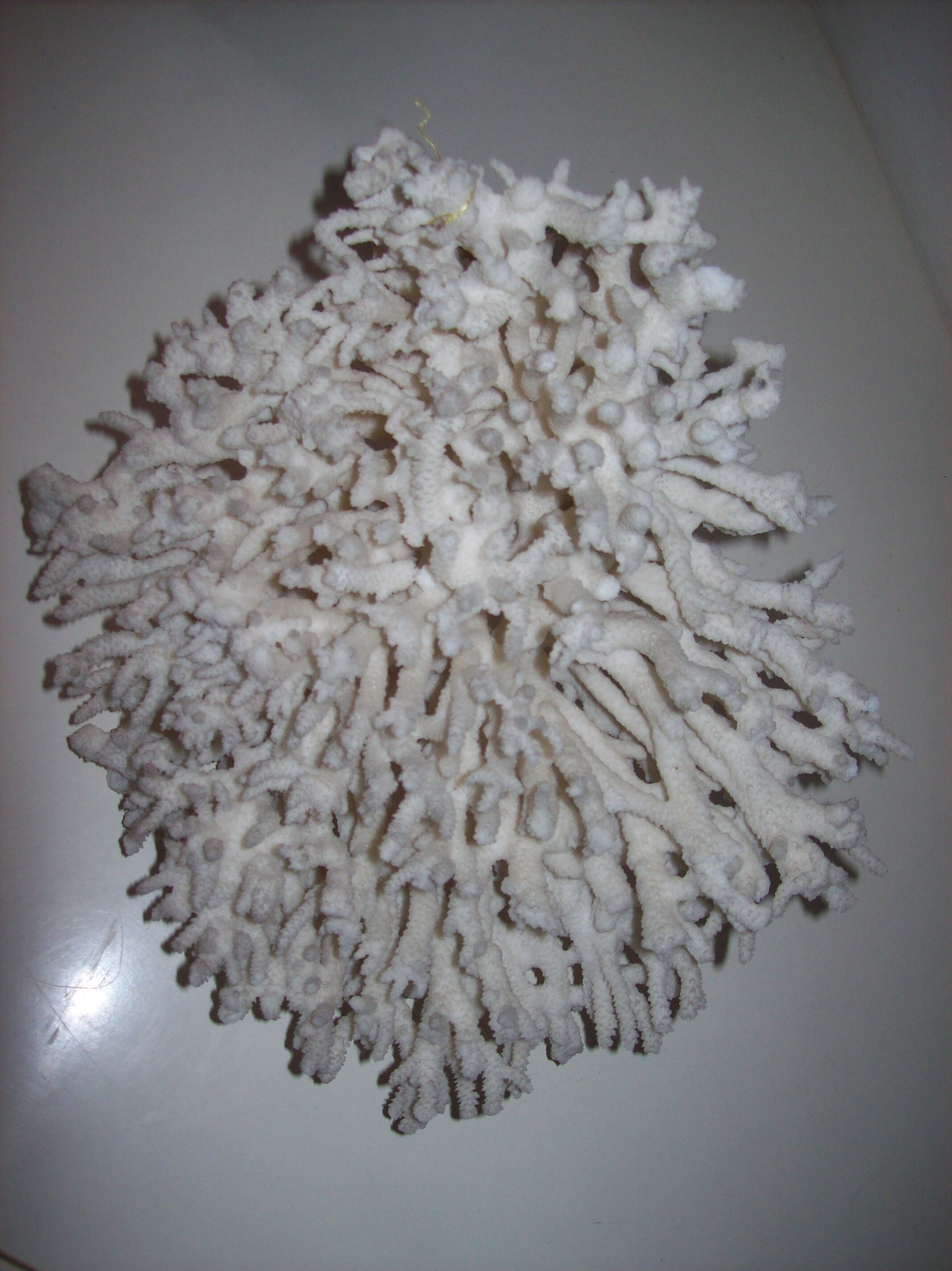 White coral