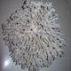 White coral