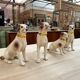 Series of ceramic dogs from Desvres