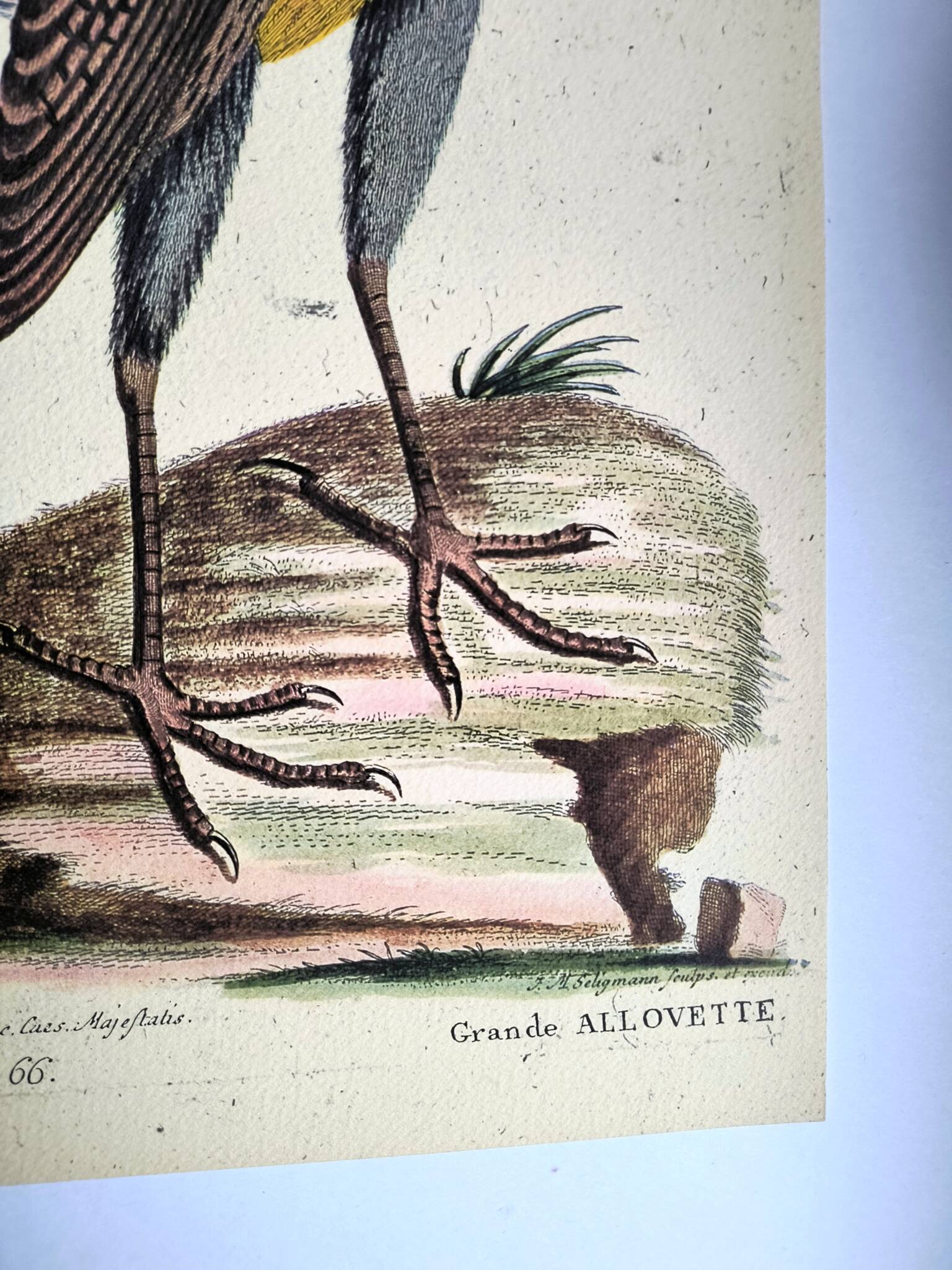 Old bird engraving - Great Lark - Zoological plate by Seligmann