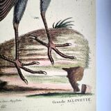 Old bird engraving - Great Lark - Zoological plate by Seligmann