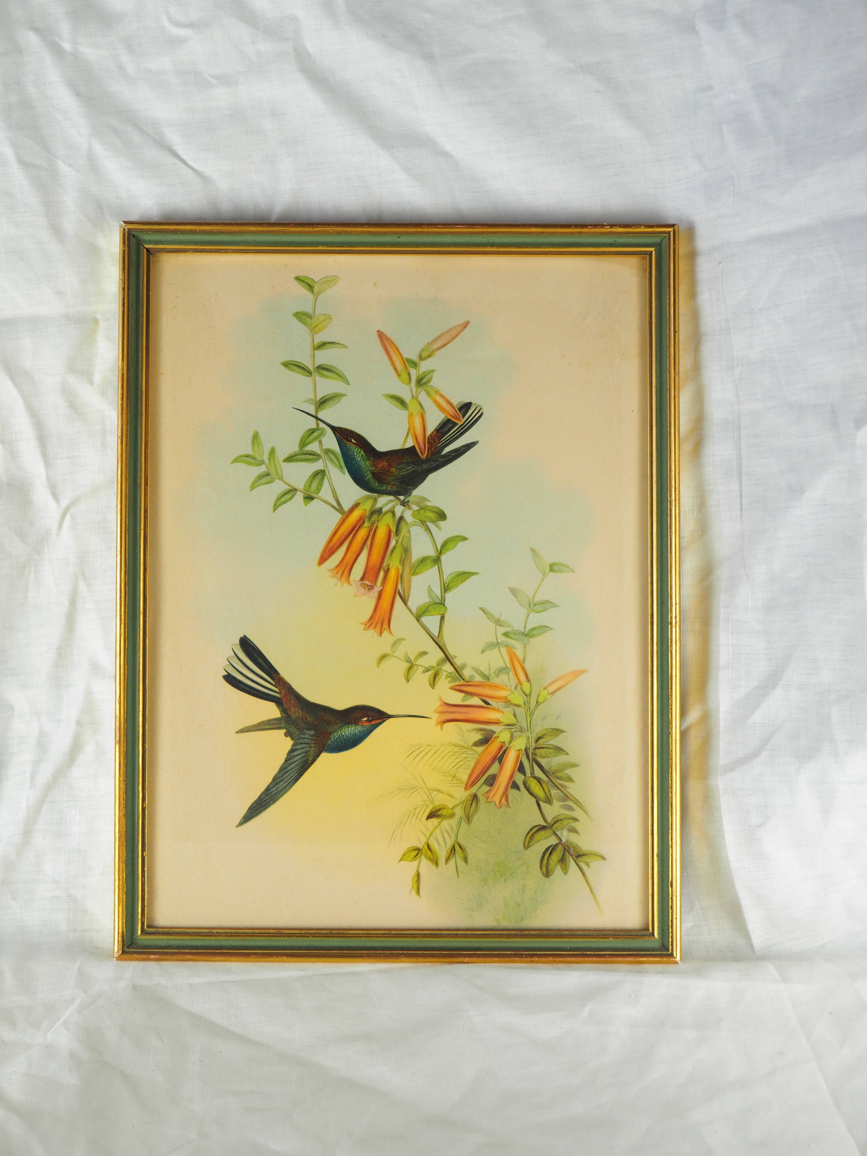 Lithography with Bouguer's Hummingbird foraging (Urochroa bougieri) - J. Gould and H.C. Richter - Mid-XIXth