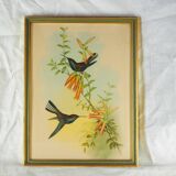 Lithography with Bouguer's Hummingbird foraging (Urochroa bougieri) - J. Gould and H.C. Richter - Mid-XIXth