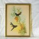 Lithographie au Colibri de Bouguer butineur (Urochroa bougieri) - J. Gould et H.C. Richter - Mi-XIXè