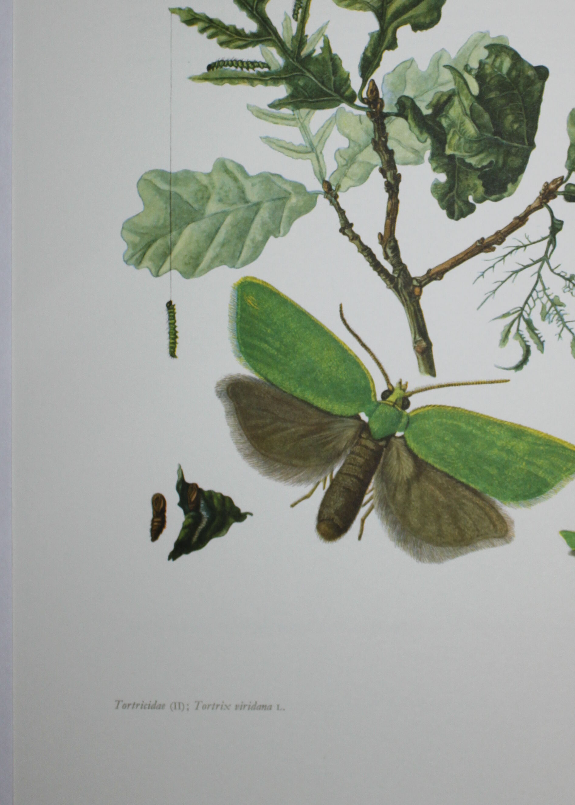 Green Oak | 1961 | Lepidoptera insect | Original pedagogical board| Entomology