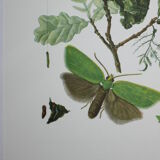 Green Oak | 1961 | Lepidoptera insect | Original pedagogical board| Entomology