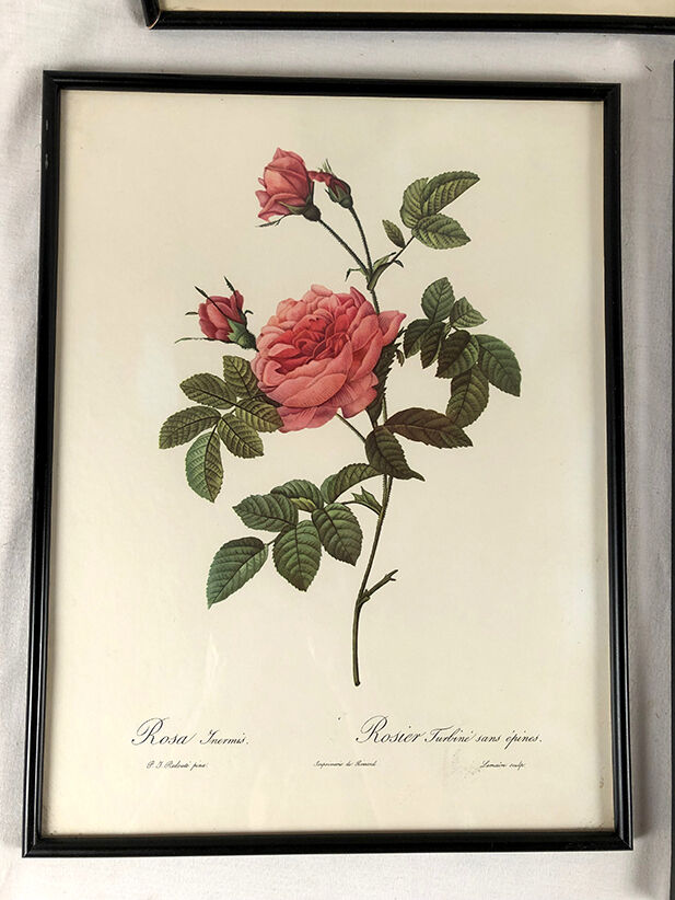 Set of six framed reproductions of roses, illustrations by P.J Dreaded