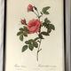 Set of six framed reproductions of roses, illustrations by P.J Dreaded