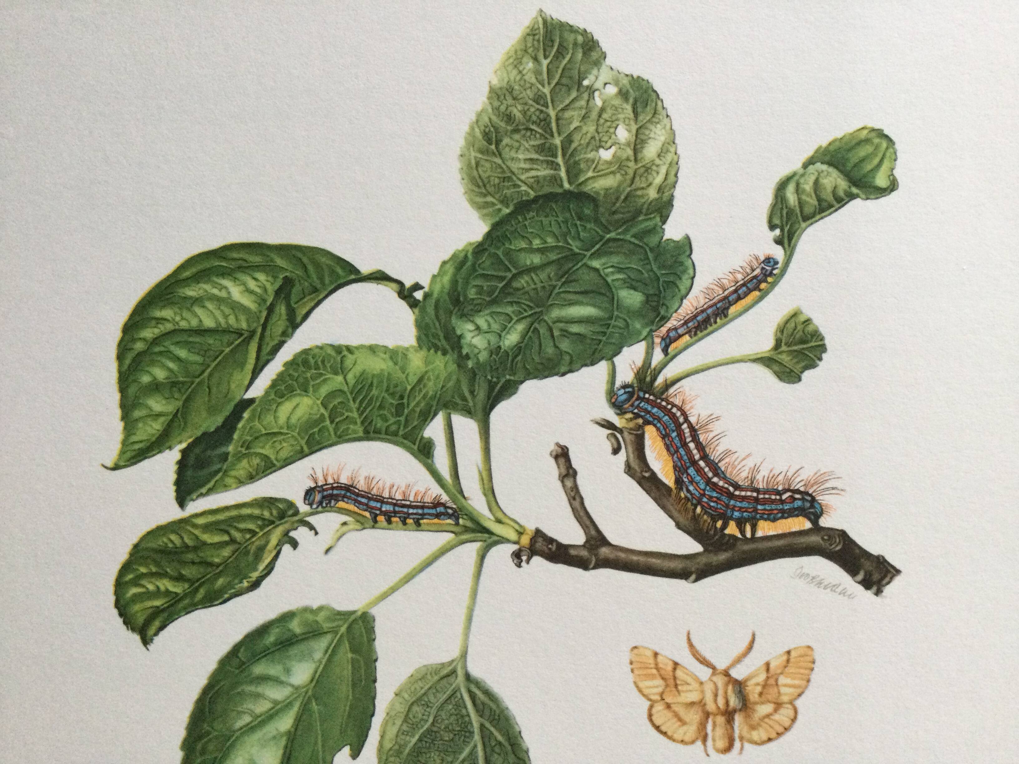 Old illustration "Butterflies", original plate from the 60s