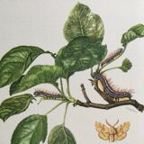 Old illustration "Butterflies", original plate from the 60s
