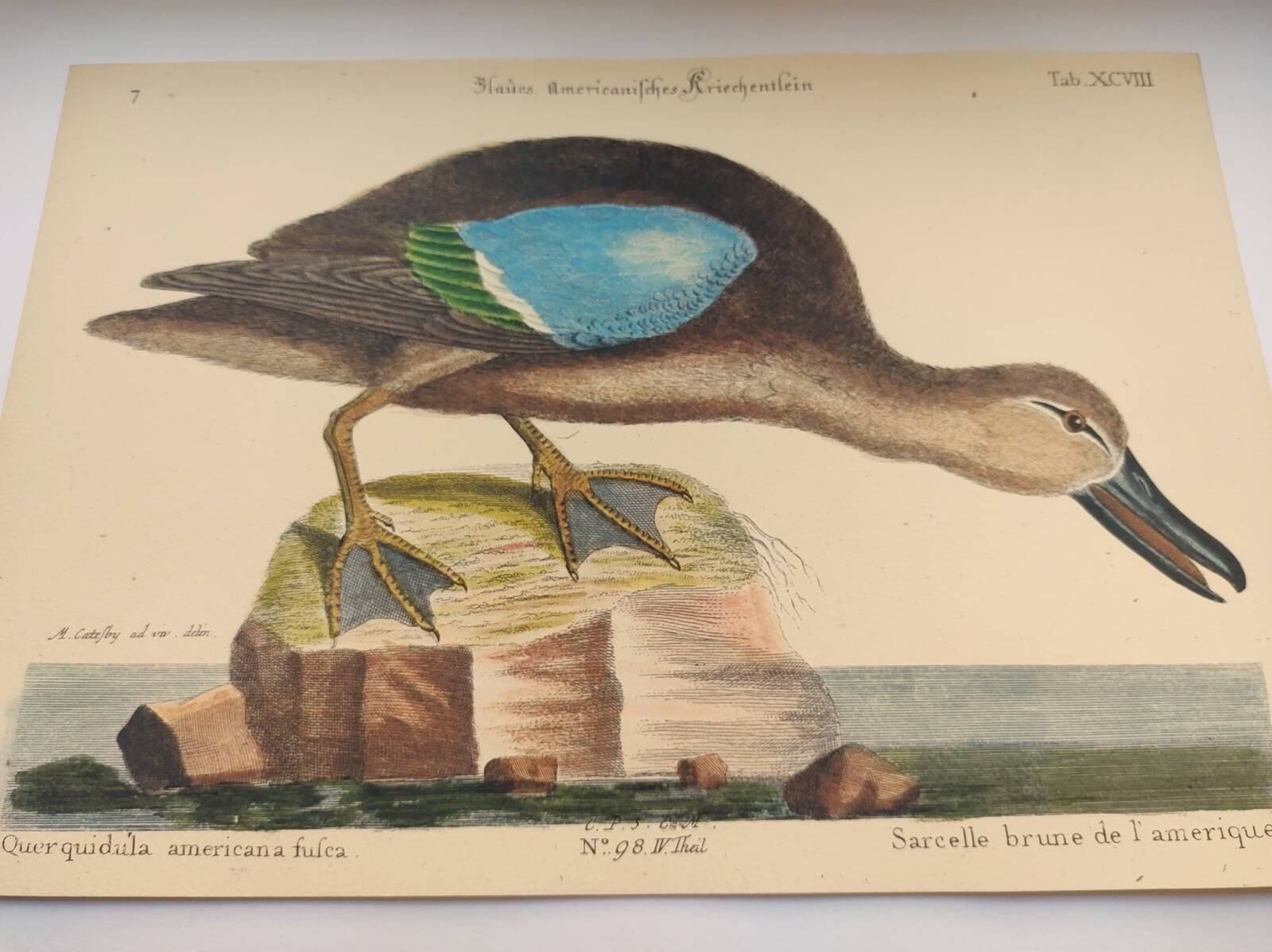 Old bird engraving - Brown Teal - Zoological plate by Seligmann & Catesby de Canard