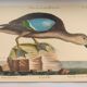 Old bird engraving - Brown Teal - Zoological plate by Seligmann & Catesby de Canard