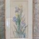 Painting of an iris