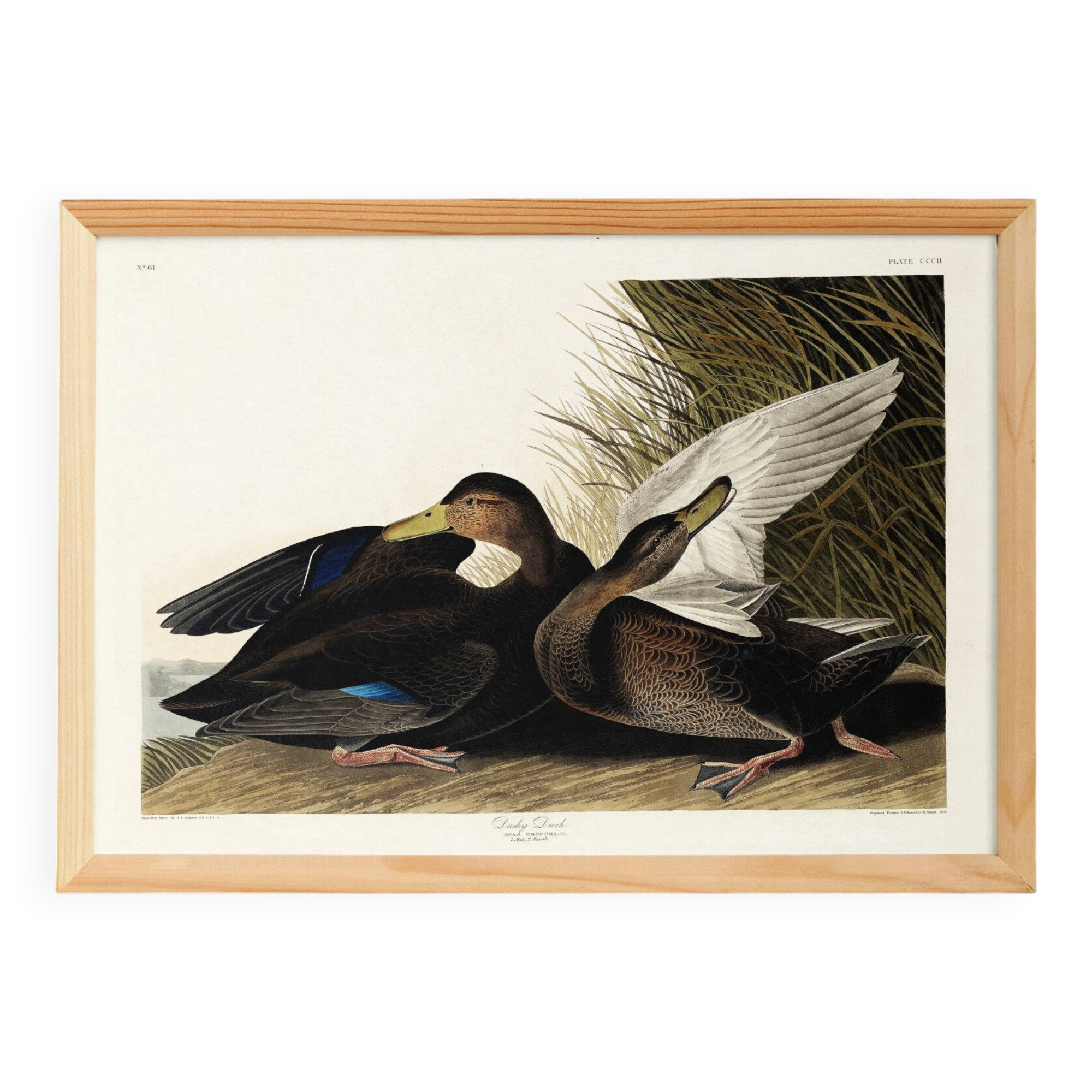 Poster about the American Black Duck, based on an old engraving from 1827.