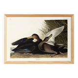 Poster about the American Black Duck, based on an old engraving from 1827.