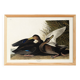 Poster about the American Black Duck, based on an old engraving from 1827.