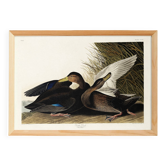 Poster about the American Black Duck, based on an old engraving from 1827.