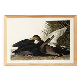 Poster about the American Black Duck, based on an old engraving from 1827.