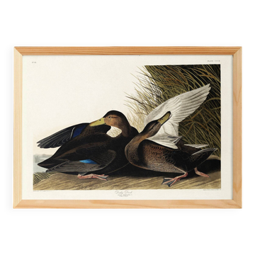 Poster about the American Black Duck, based on an old engraving from 1827.