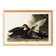 Poster about the American Black Duck, based on an old engraving from 1827.