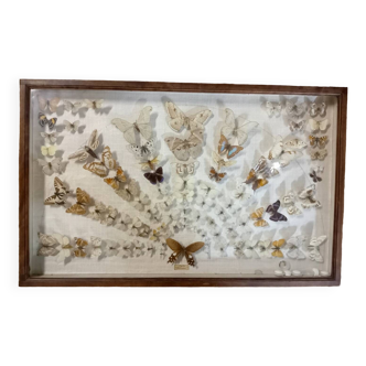 Ancien cadre vitrine de 94 papillons
