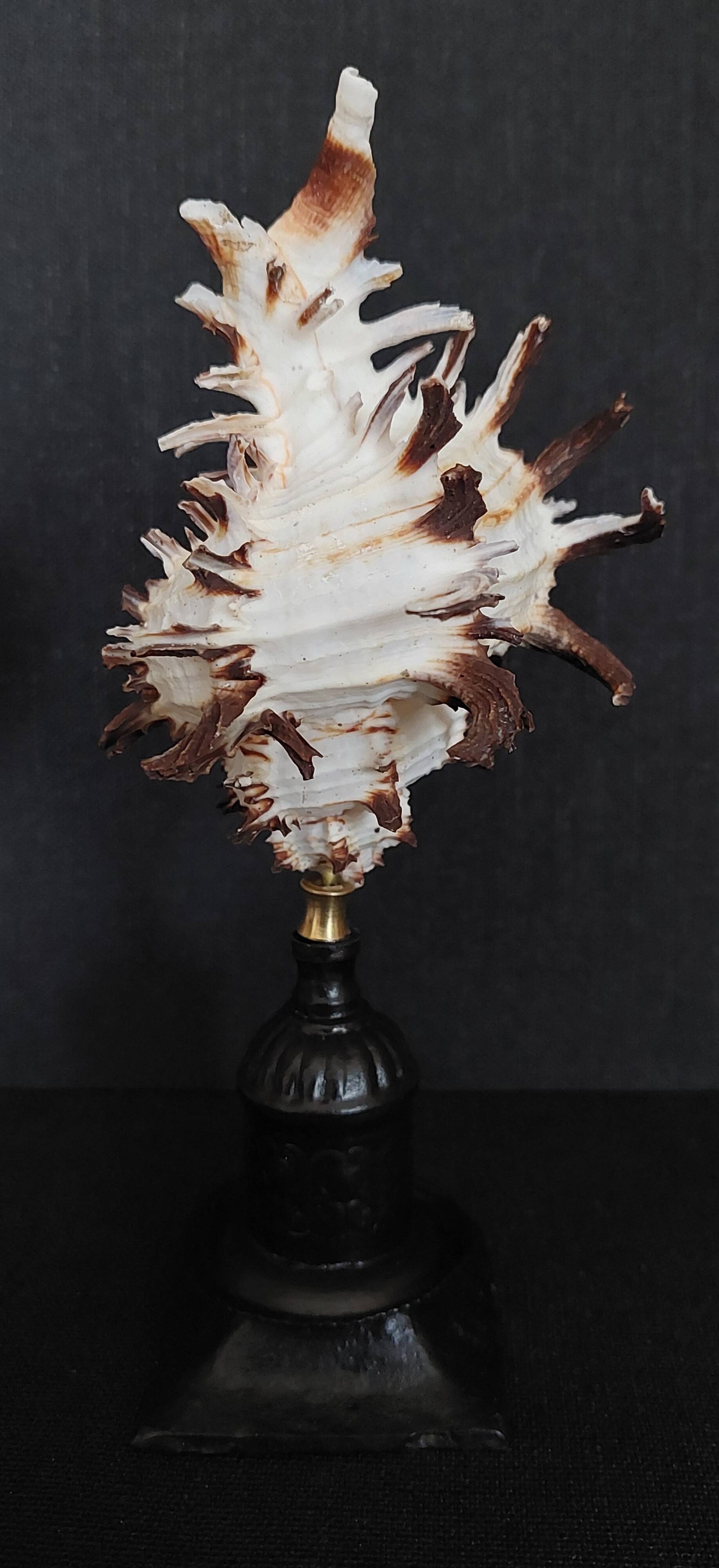 Cabinet of Curiosities hexaplex cichoreum shell on base