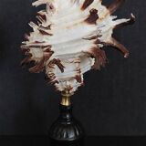 Cabinet of Curiosities hexaplex cichoreum shell on base