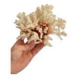 White coral