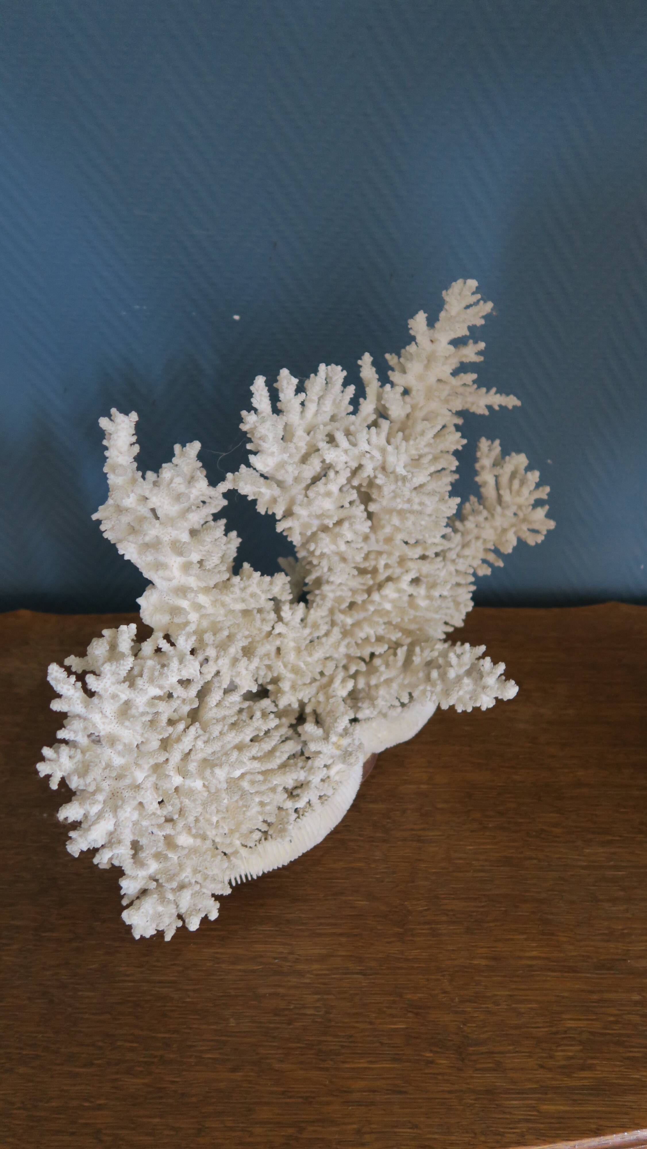 Natural white coral