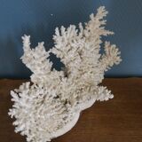 Natural white coral