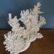 Corail naturel blanc