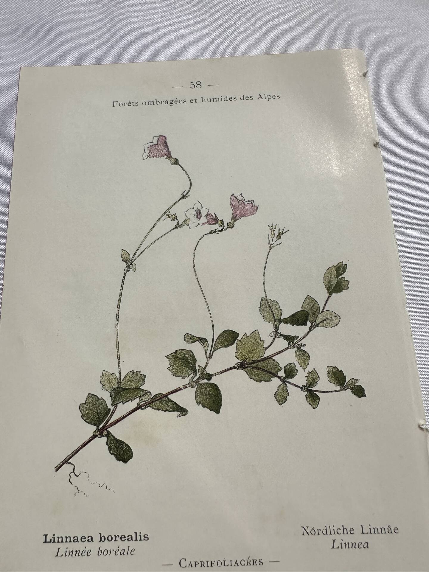 Old botanical plate 1800 France flower and plants nature