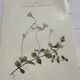 Old botanical plate 1800 France flower and plants nature