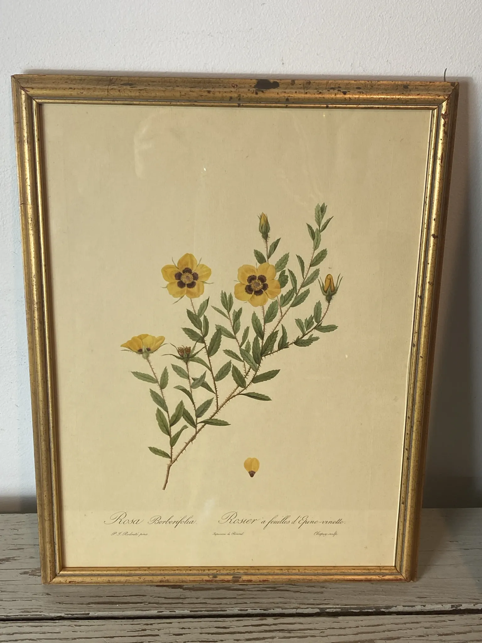 Botanical print, Rose, J-P Redouté