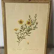Botanical print, Rose, J-P Redouté
