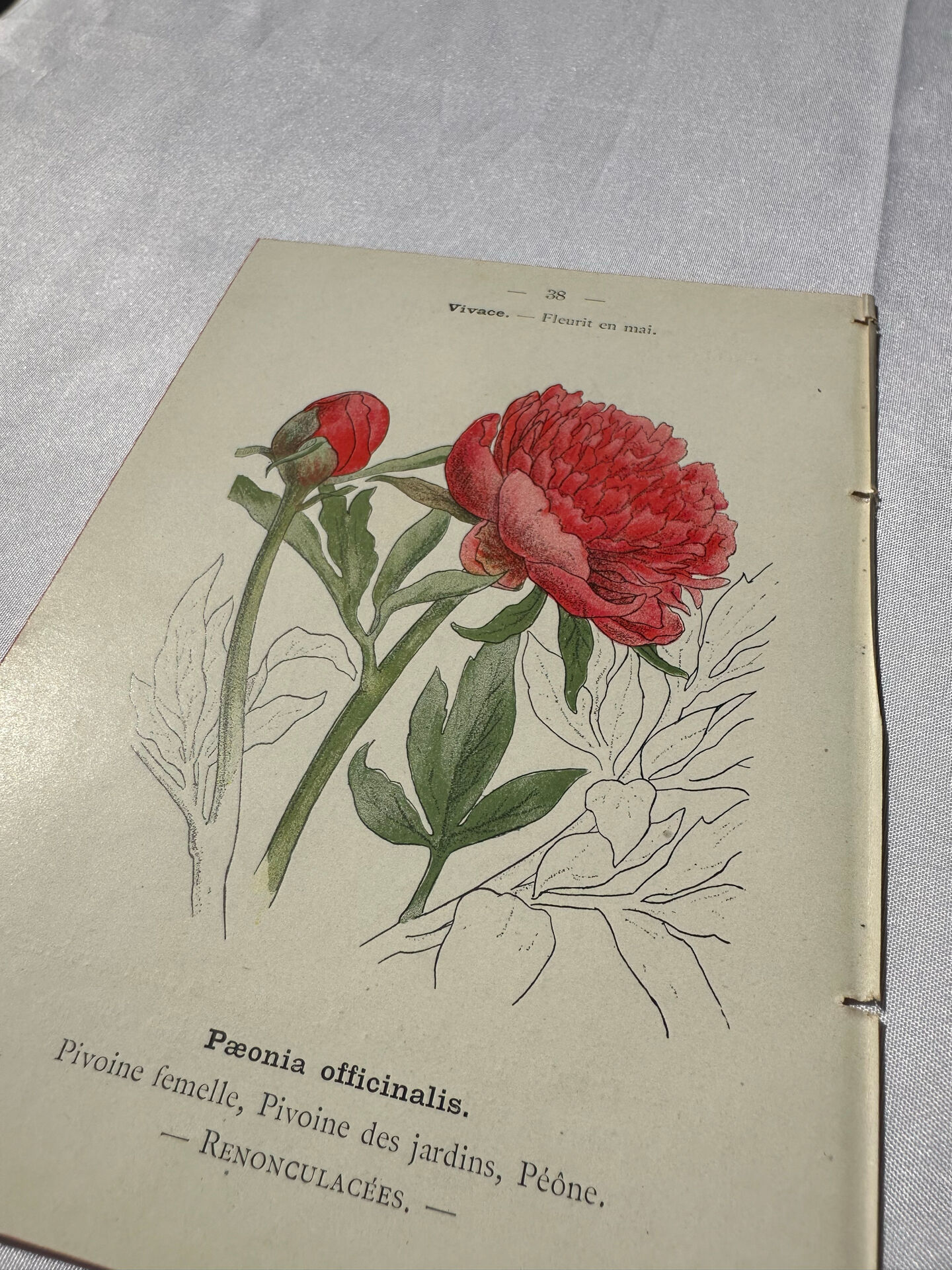 Botanical plate engraving flower France double-sided 19th century