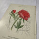 Botanical plate engraving flower France double-sided 19th century