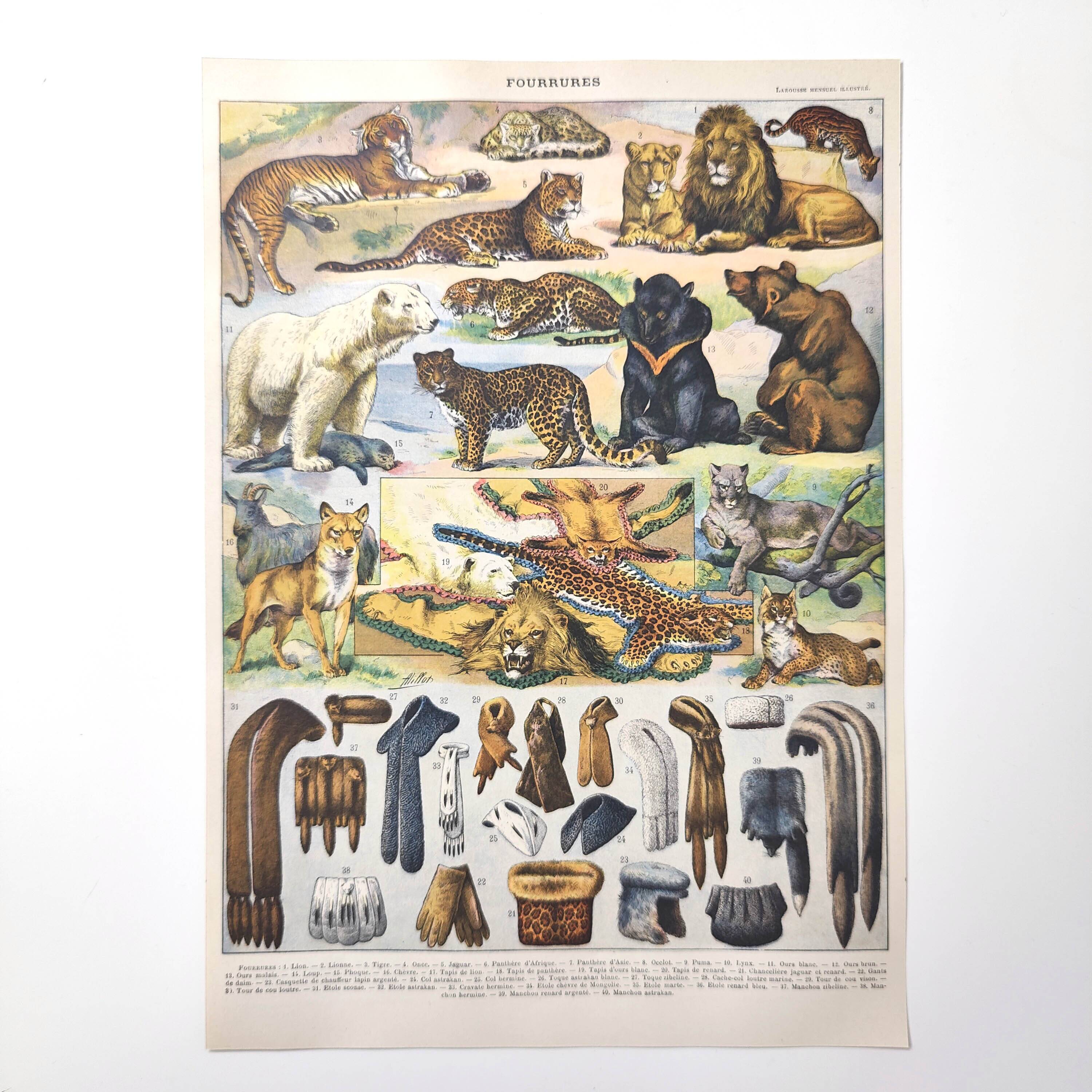 Lot of two lithographs on jungle animal furs 1900